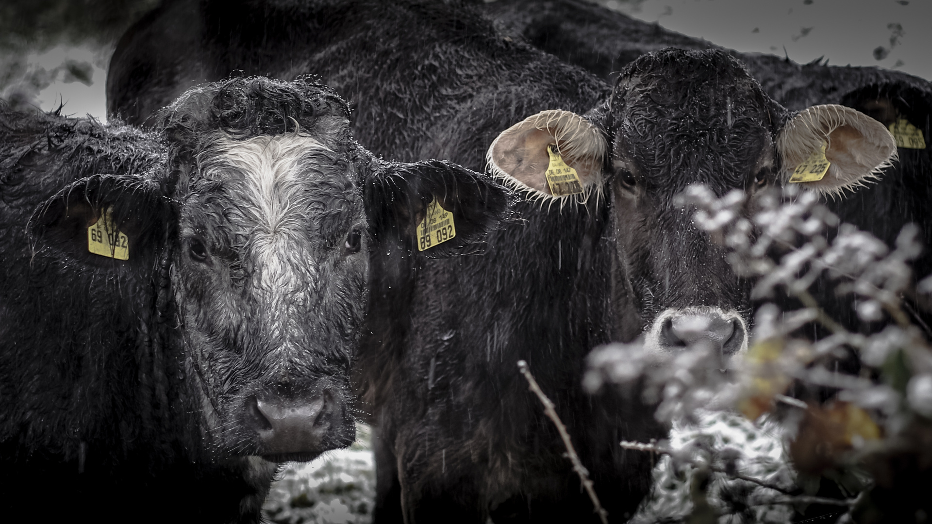 im Regen stehen gelassen...  (Farbe)