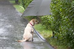 ...im Regen stehen (sitzen)