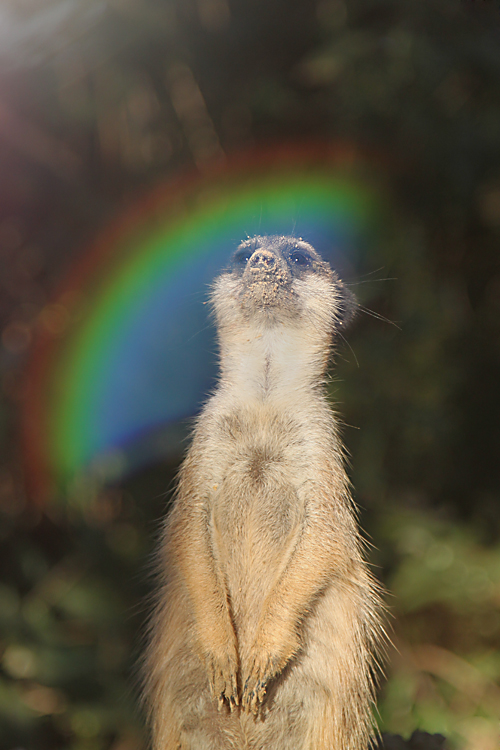 Im Regenbogenland