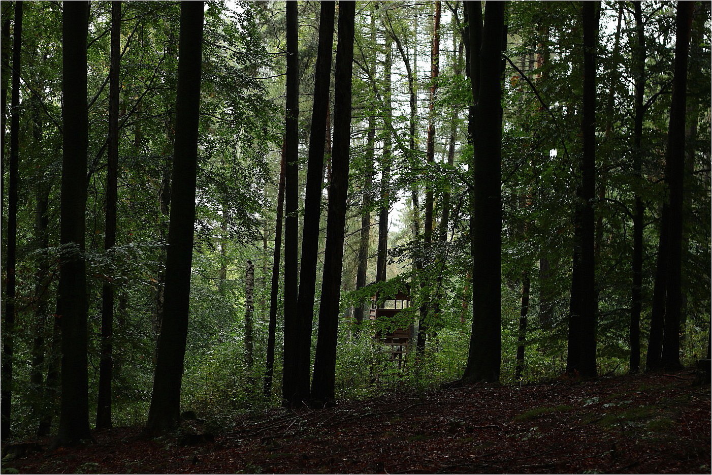 Im Regenwald (2)