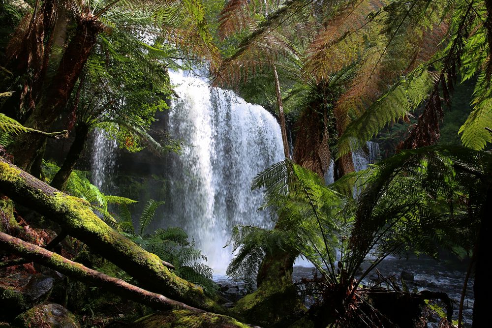 Bild Tropischer Regenwald: Exploring the Enchanting Realm of Biodiversity