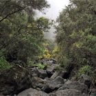 im Regenwald, auf dem Weg hinunter in den Barranco Agua