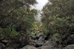 im Regenwald, auf dem Weg hinunter in den Barranco Agua