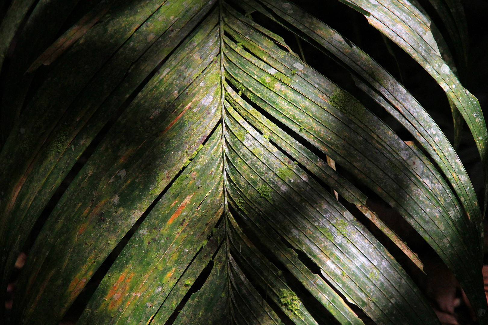 Im Regenwald, Costa Rica