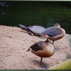 Im Regenwald - Das Tropenhaus im Kölner Zoo