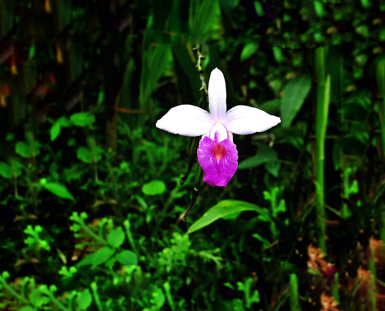 Im Regenwald, Orchidee 