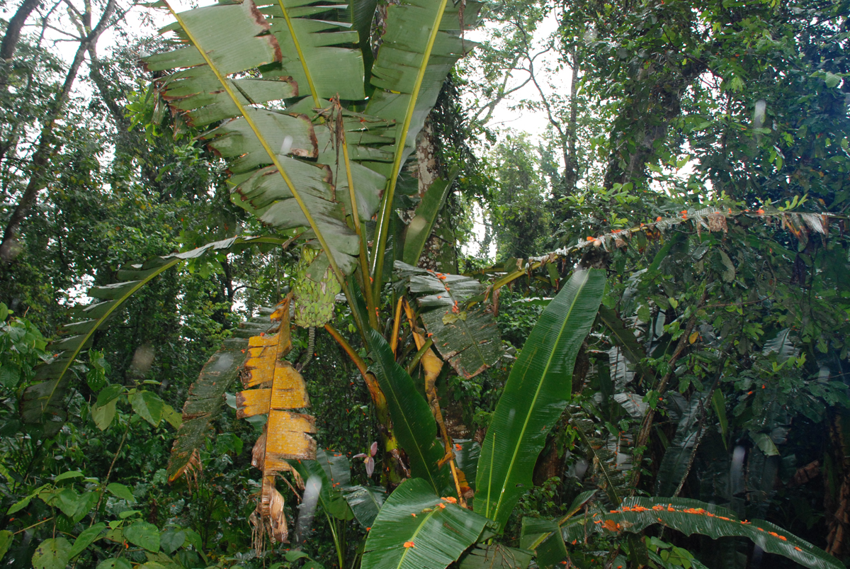 Im Regenwald von Costa Rica