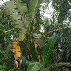 Im Regenwald von Costa Rica