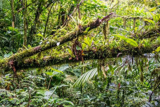 Im Regenwald von Costa Rica