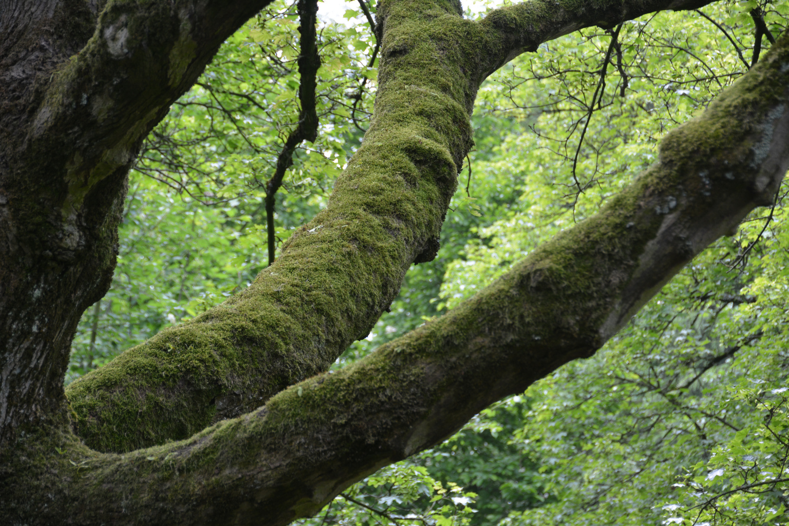 im Regenwald von Hüls