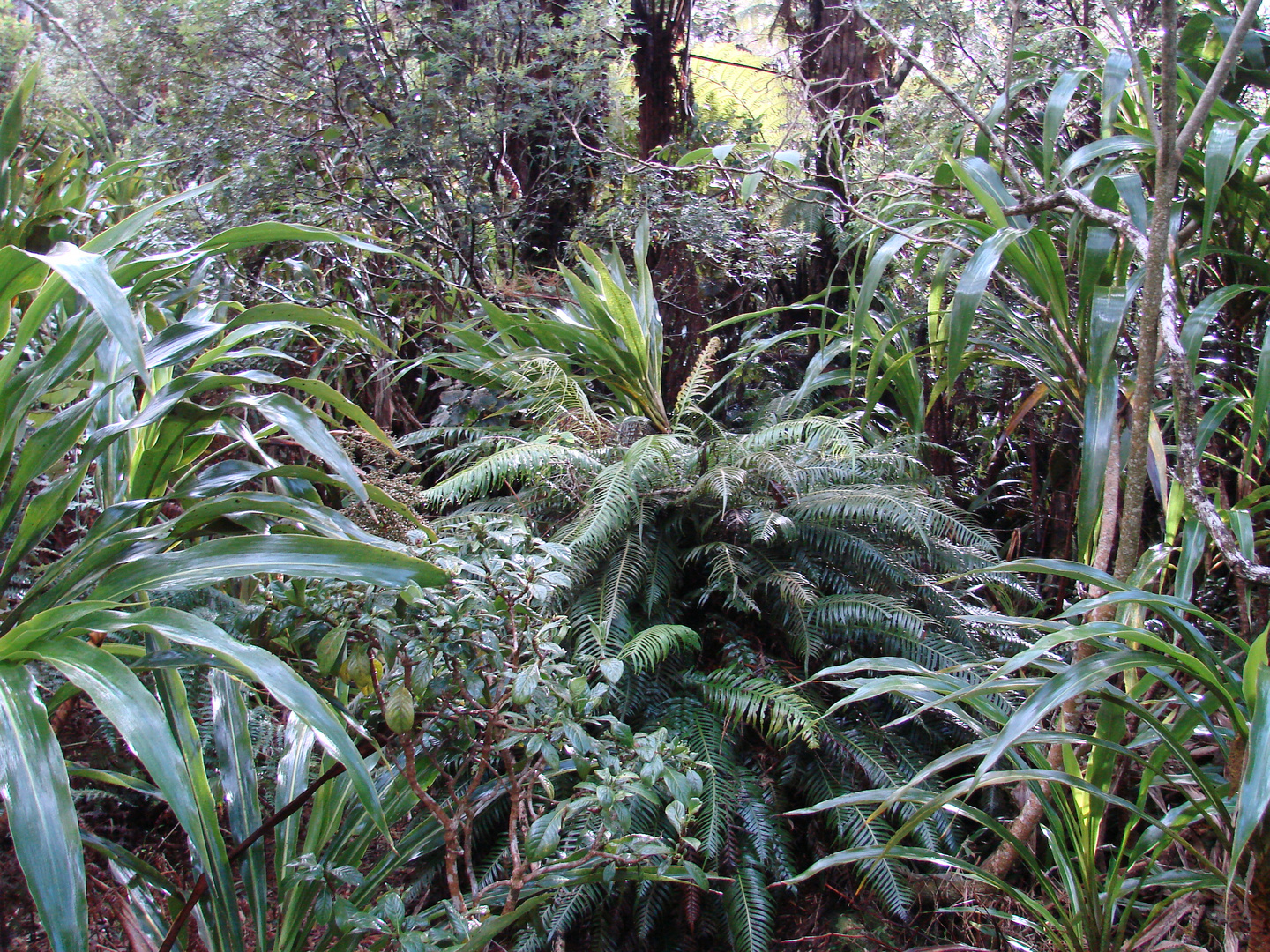 im Regenwald von La Réunion