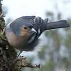 Im regenwald von Madeira