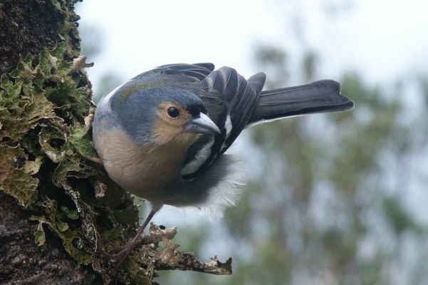 Im regenwald von Madeira