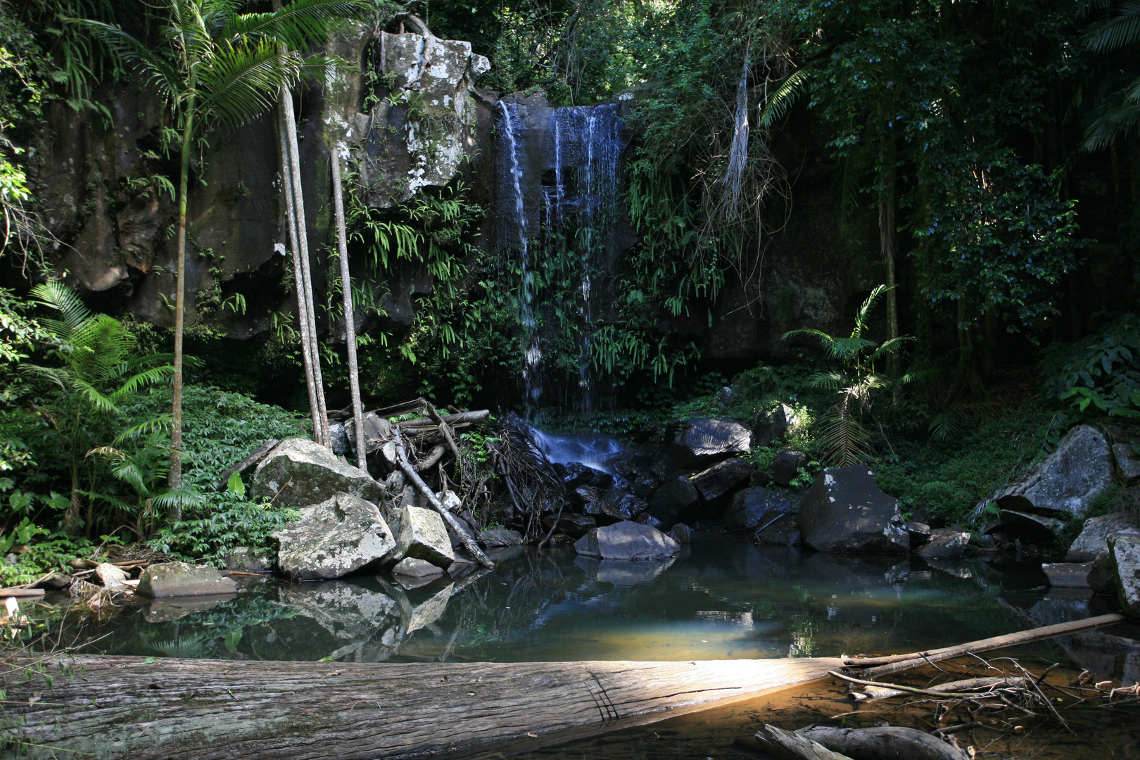 Im Regenwald von North Tamborine