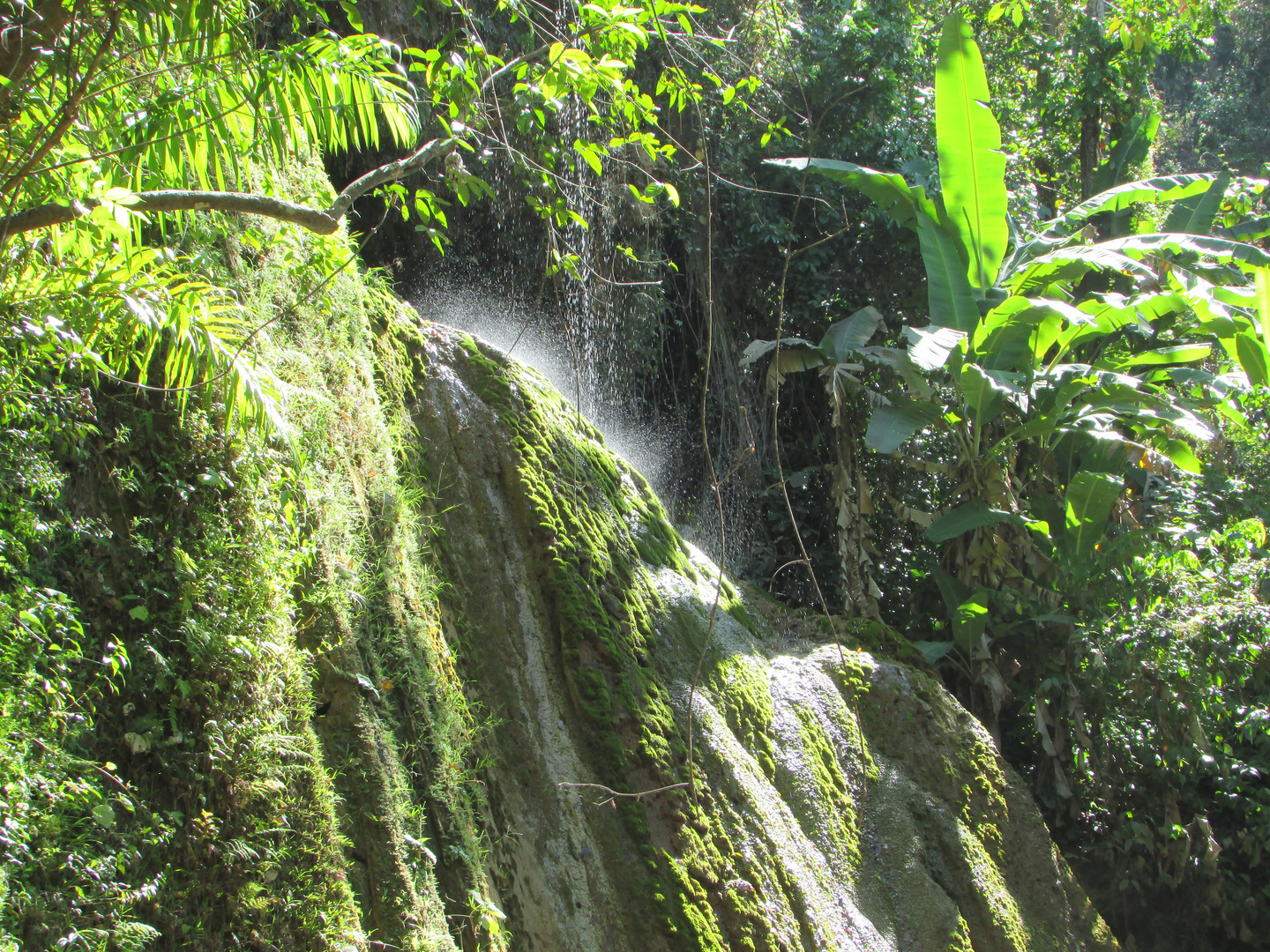 Im Regenwald von Samana