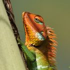 Im Regenwald von Sri Lanka