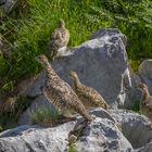 Im Reich der Alpenschneehühner