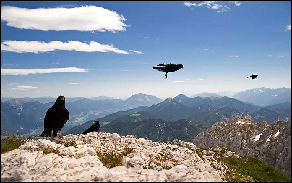 *Im Reich der Bergdohlen*