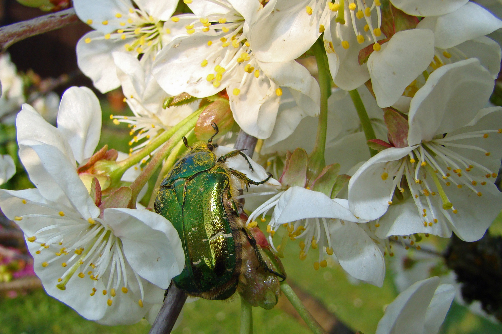 im Reich der Blüten