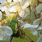 im Reich der Blüten