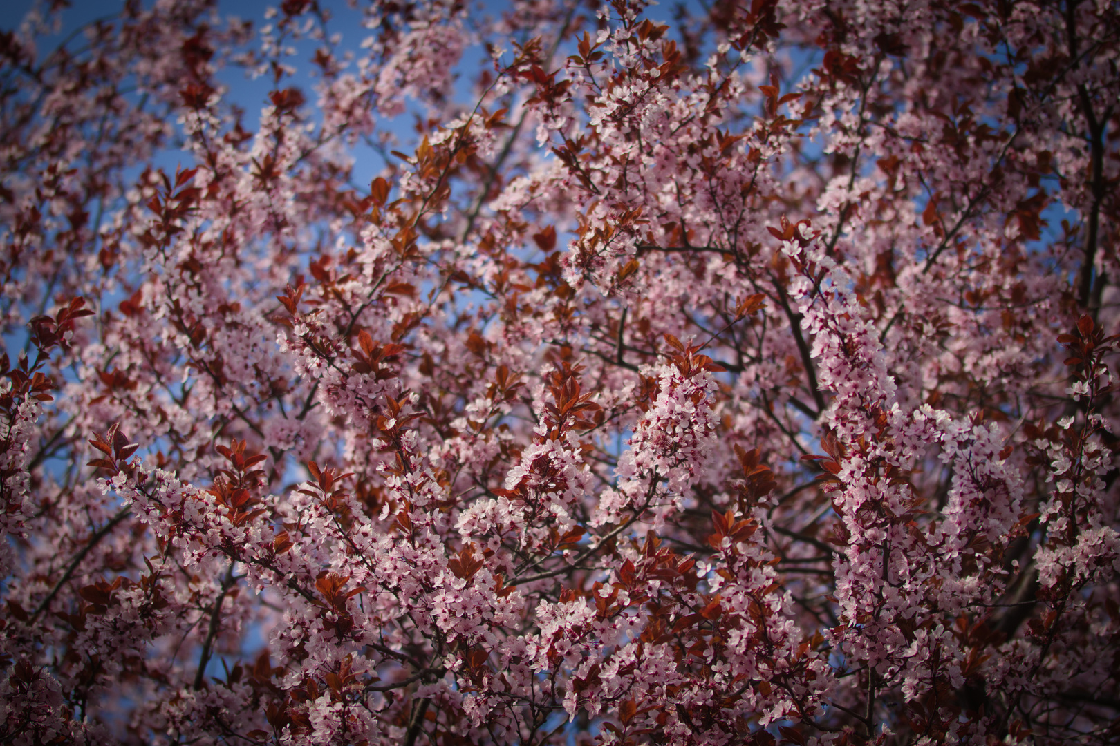 Im Reich der Blüten