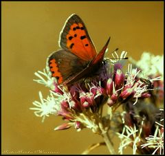 Im Reich der Knospen*