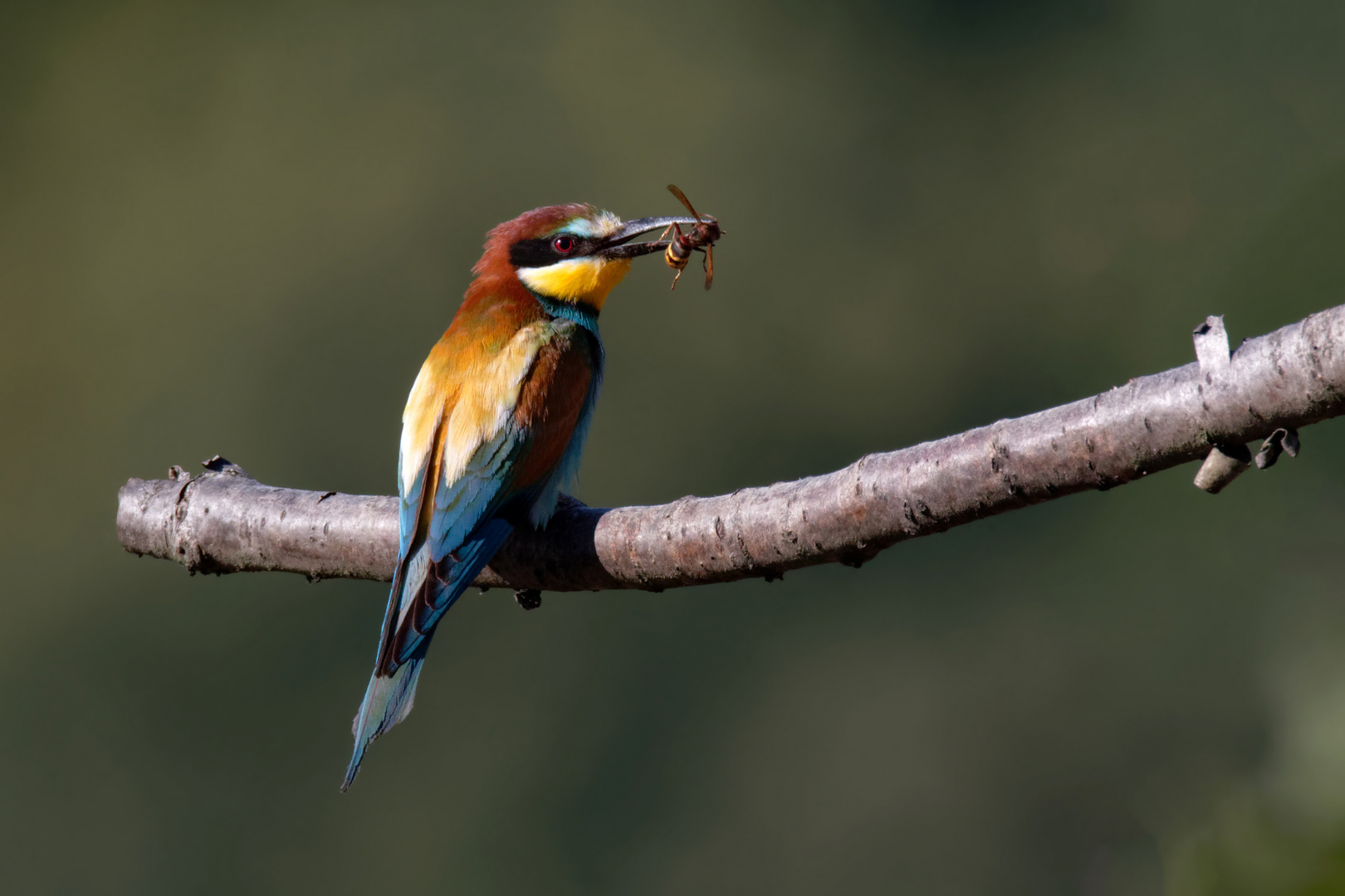 Im Reich der "Paradiesvögel"  Bienenfresser(Merops apiaster),  mit Hornisse - Vespa crabro