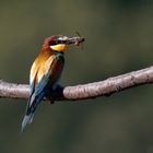 Im Reich der "Paradiesvögel"  Bienenfresser(Merops apiaster),  mit Hornisse - Vespa crabro