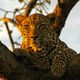 Im Reich der Raubkatzen - Jungeleopard in Sabi Sand, Sdafrika