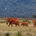Im Reich der roten Elefanten