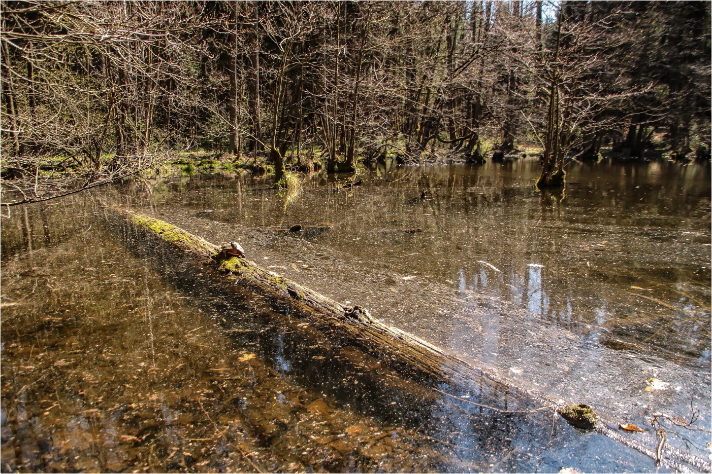 Im Reich der Schildkröte