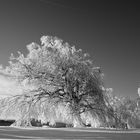 Im Reich der Schneekönigin