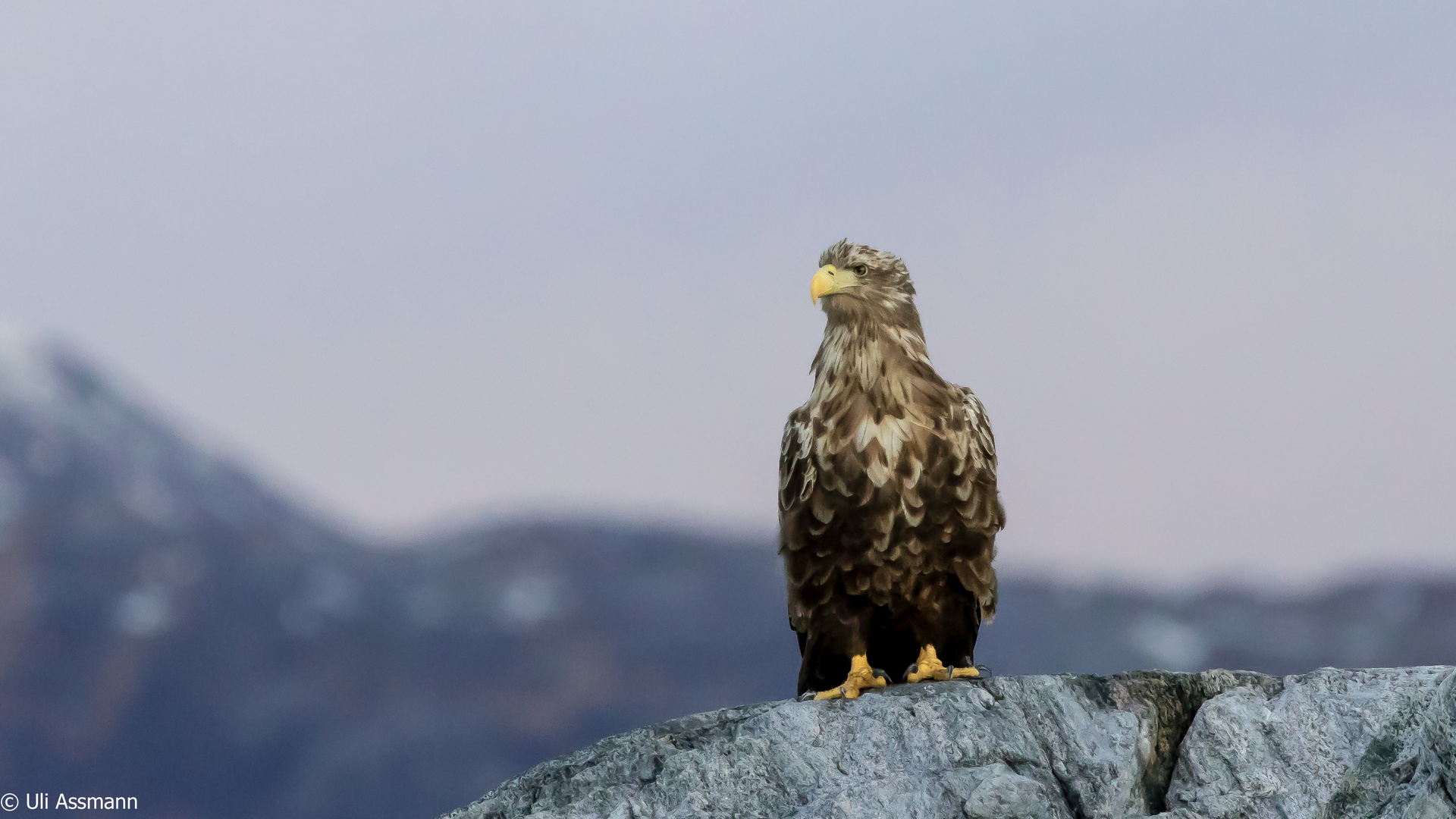 Im Reich der Seeadler