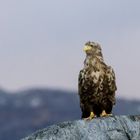 Im Reich der Seeadler