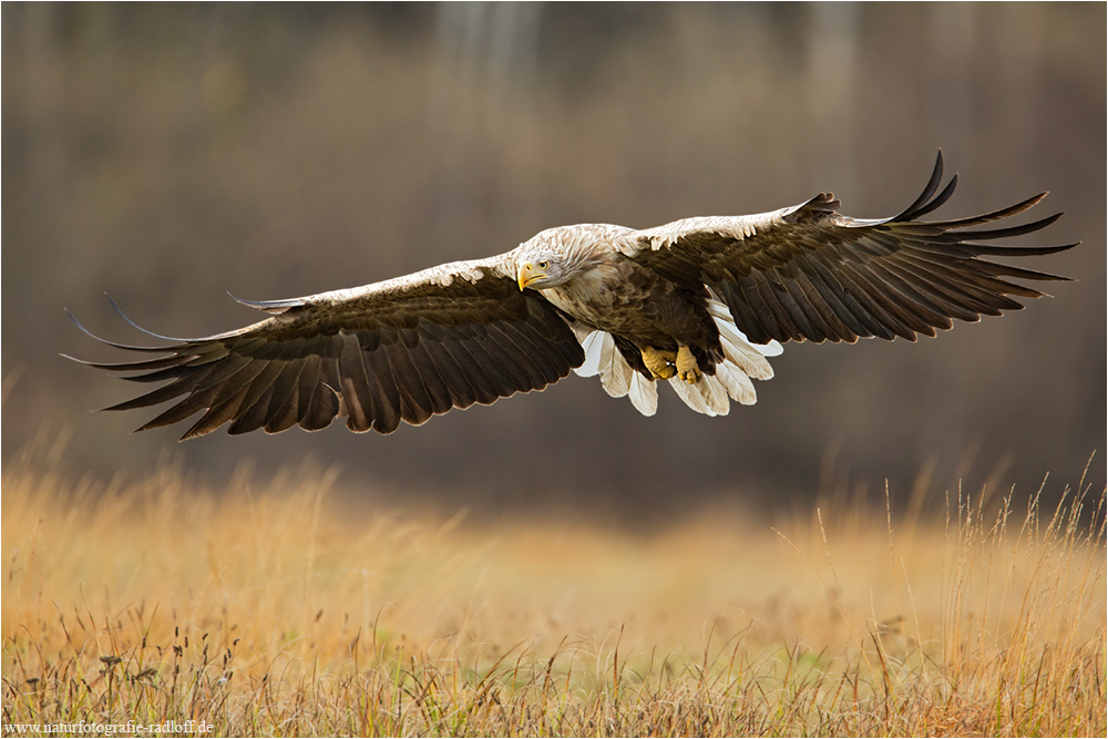 ~Im Reich der Seeadler~