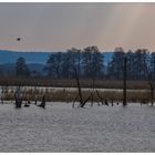 Im Reich der Silberreiher