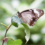 Im Reich der tropischen Schmetterlinge (II)