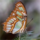 Im Reich der tropischen Schmetterlinge (VIII)