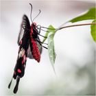 Im Reich der tropischen Schmetterlinge (XII)