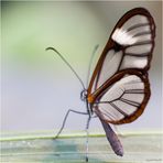 Im Reich der tropischen Schmetterlinge (XIV)