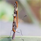 Im Reich der tropischen Schmetterlinge (XVI)