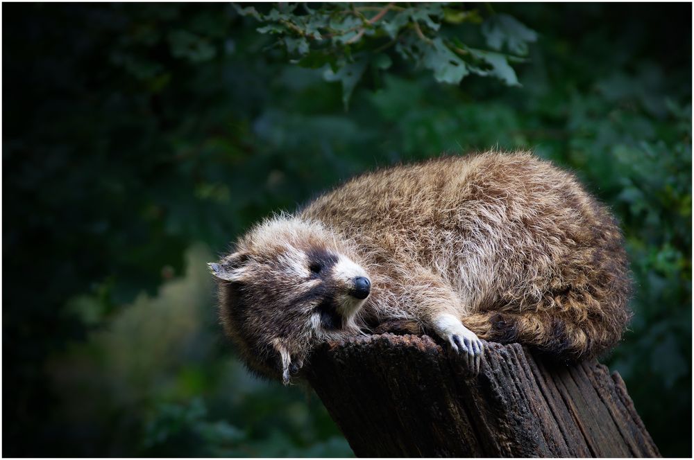 im Reich der Waschbär-Träume