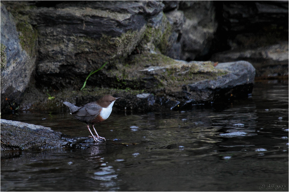 Im Reich der Wasseramsel - 2