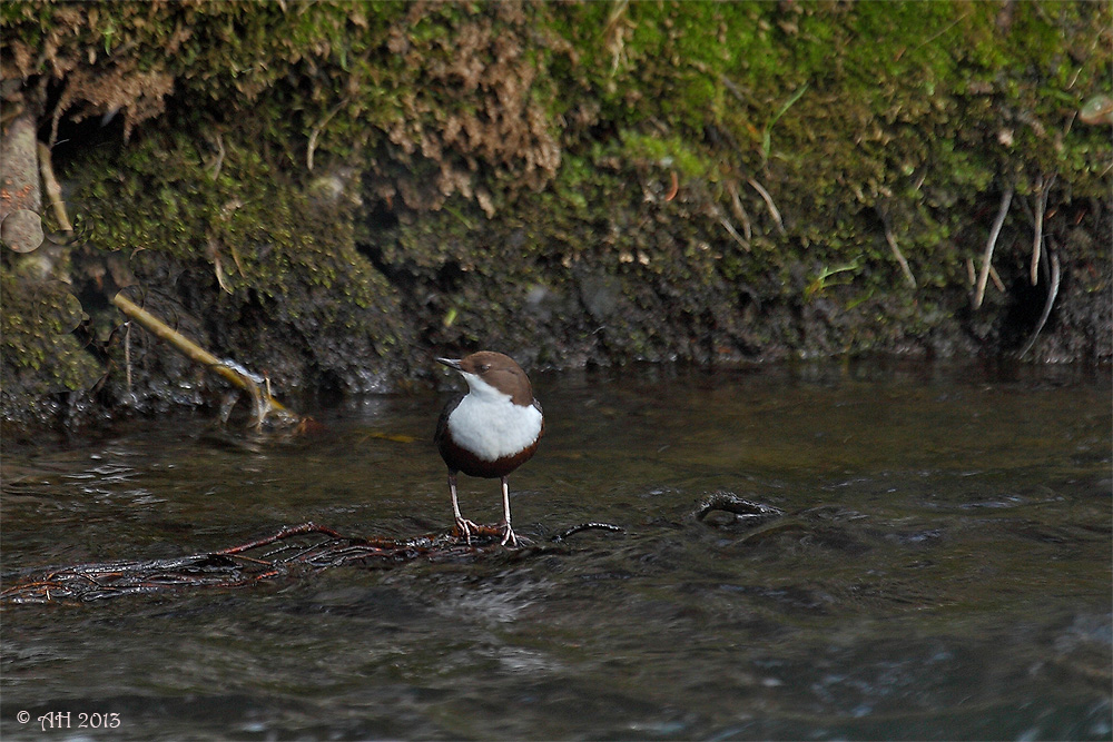 Im Reich der Wasseramsel 2013 - 1