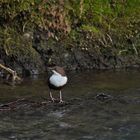 Im Reich der Wasseramsel 2013 - 1