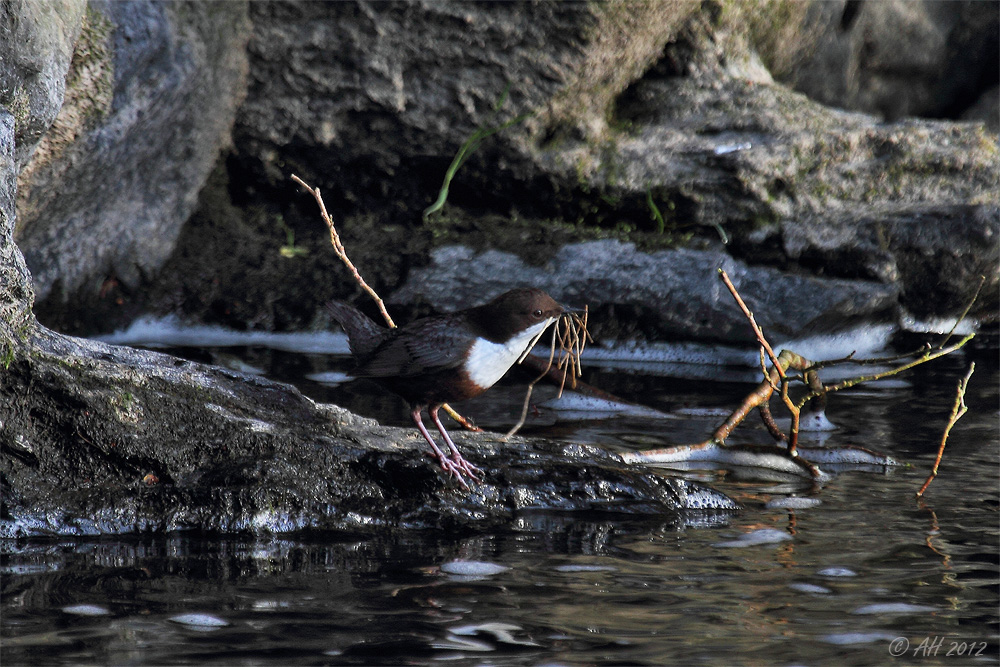 Im Reich der Wasseramsel - 3