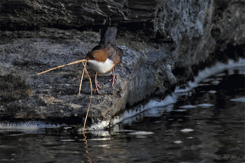 Im Reich der Wasseramsel - 4