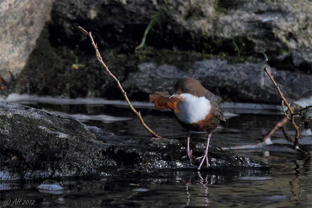 Im Reich der Wasseramsel - 5