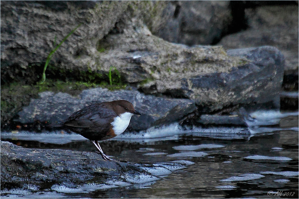 Im Reich der Wasseramsel - 6