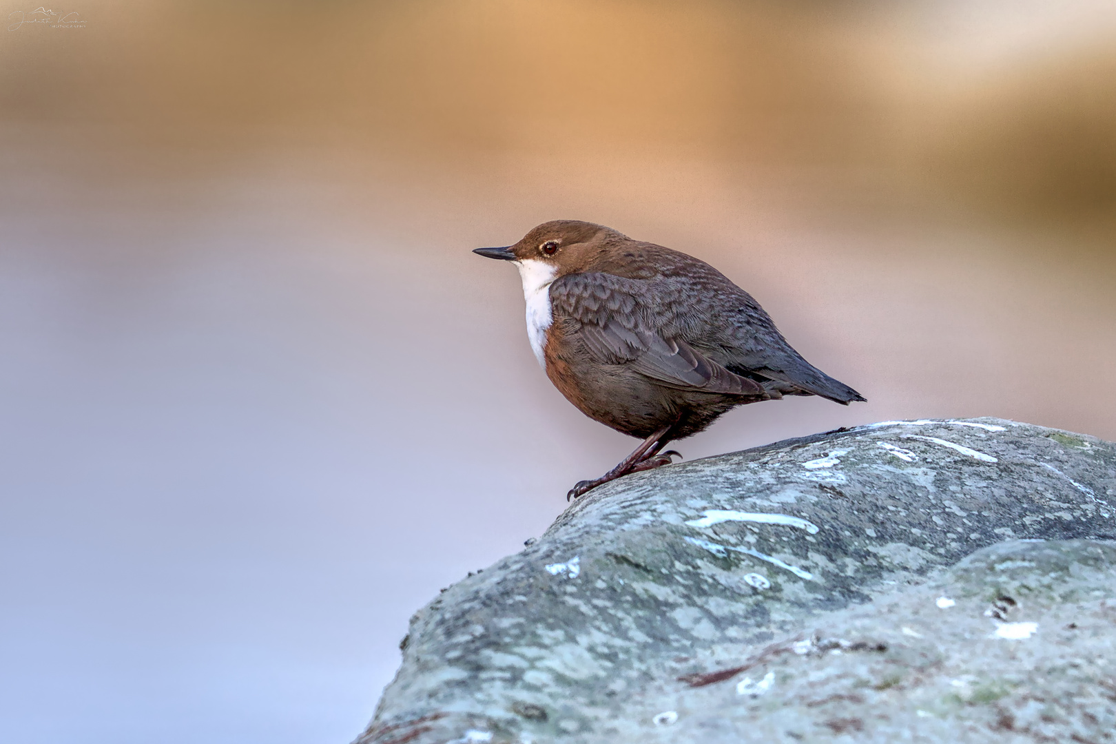 Im Reich der Wasseramsel